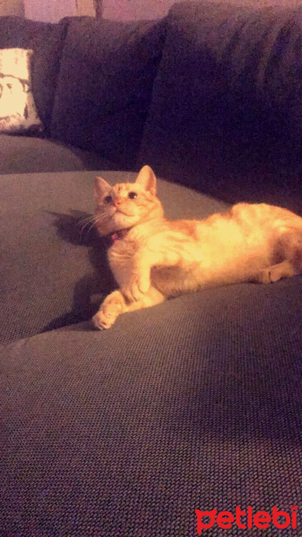 Tekir Kedi, Kedi  CAPPY  fotoğrafı