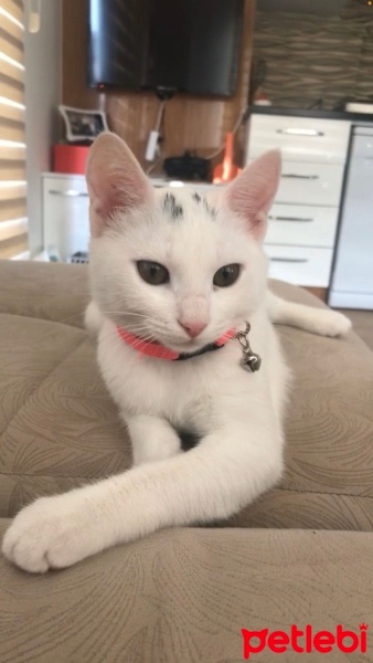Ankara Kedisi, Kedi  Sütlac fotoğrafı