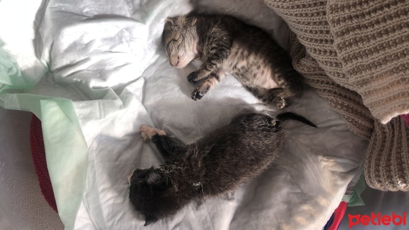 Tekir Kedi, Kedi  Acil süt anne arıyorum koşuyolu fotoğrafı