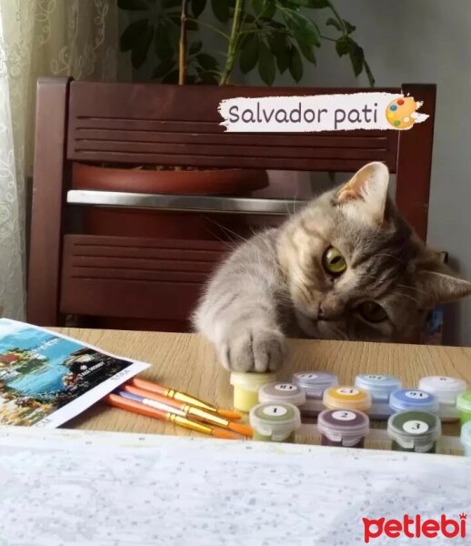 British Shorthair, Kedi  Maya fotoğrafı