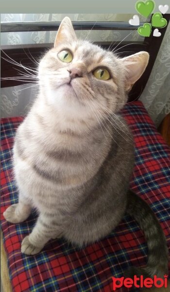 British Shorthair, Kedi  Maya fotoğrafı