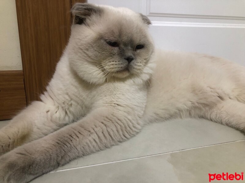 Scottish Fold, Kedi  Paspas fotoğrafı