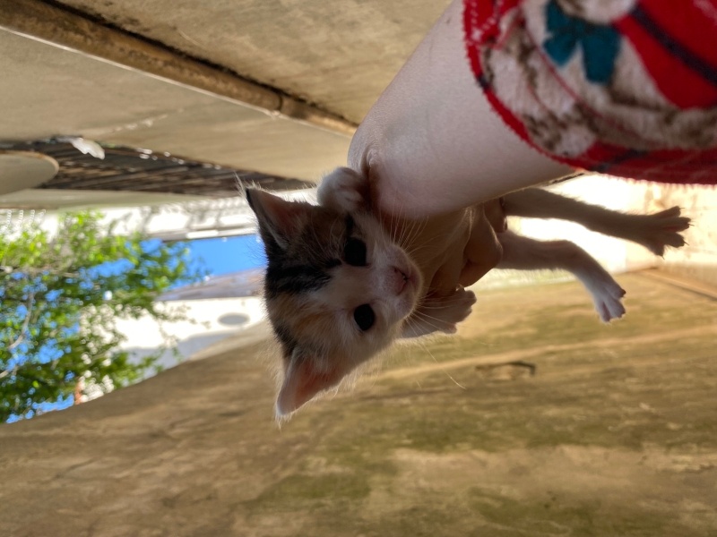 Tekir Kedi, Kedi  Aslan fotoğrafı