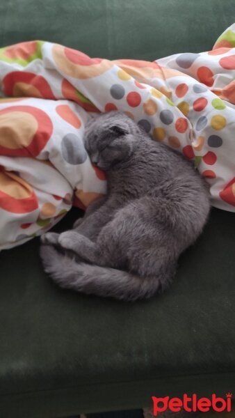 Scottish Fold, Kedi  Miya fotoğrafı