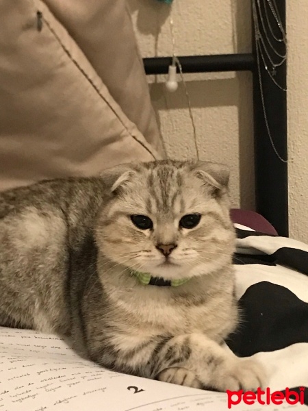 Scottish Fold, Kedi  Bulut fotoğrafı
