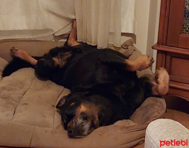 Rottweiler, Köpek  Başkan fotoğrafı