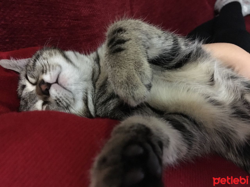Tekir Kedi, Kedi  Dobby fotoğrafı