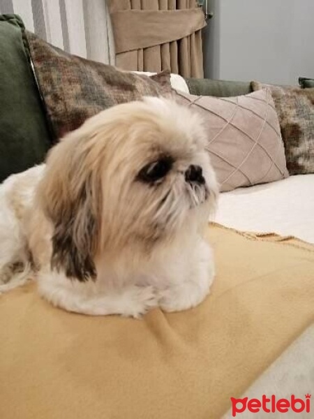 Shih Tzu, Köpek  Şila fotoğrafı