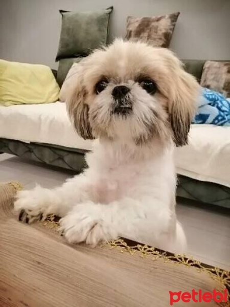 Shih Tzu, Köpek  Şila fotoğrafı