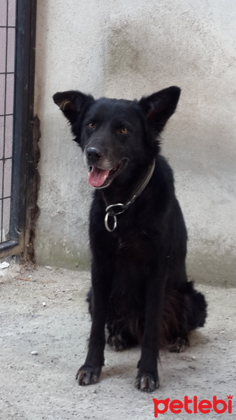 Alman Çoban Köpeği, Köpek  Arap fotoğrafı