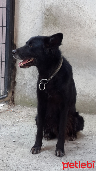 Alman Çoban Köpeği, Köpek  Arap fotoğrafı