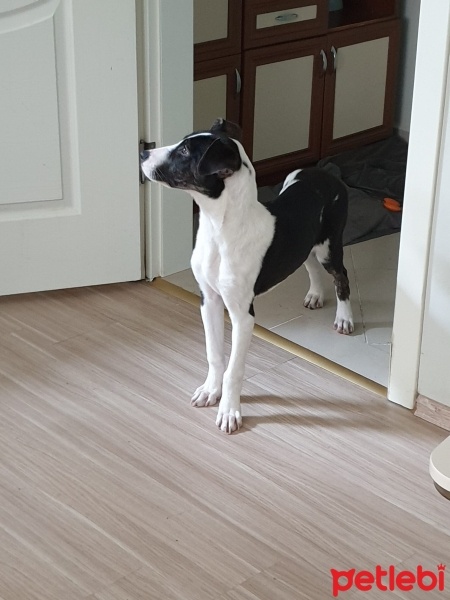 Amerikan Staffordshire Terrier, Köpek  Lux fotoğrafı