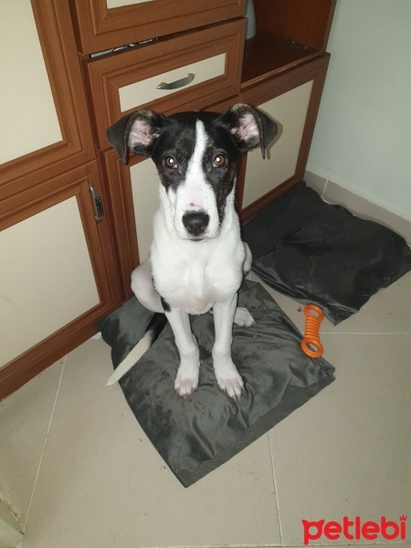 Amerikan Staffordshire Terrier, Köpek  Lux fotoğrafı