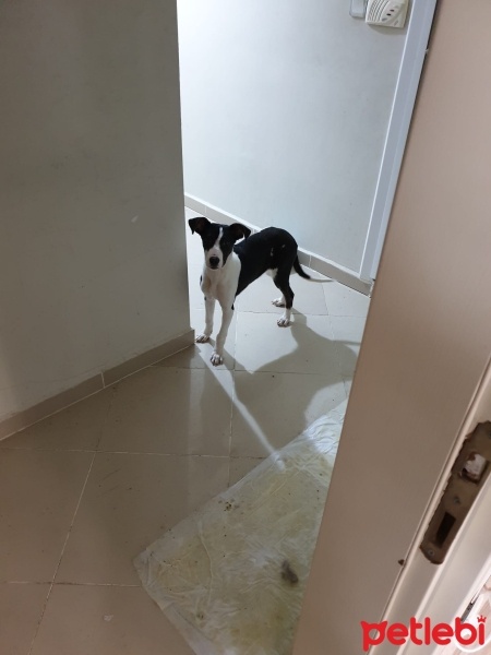 Amerikan Staffordshire Terrier, Köpek  Lux fotoğrafı