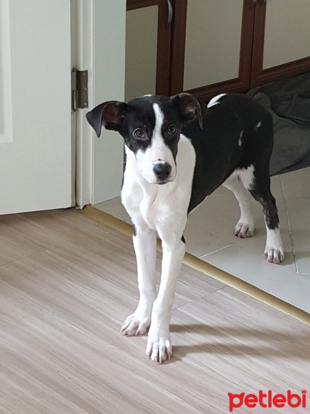 Amerikan Staffordshire Terrier, Köpek  Lux fotoğrafı
