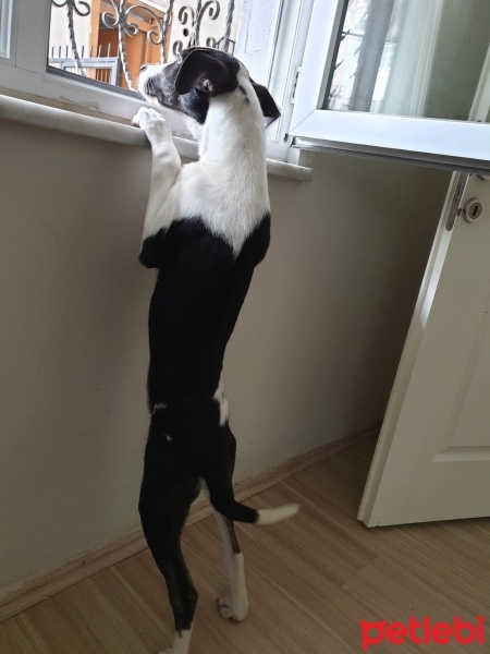 Amerikan Staffordshire Terrier, Köpek  Lux fotoğrafı