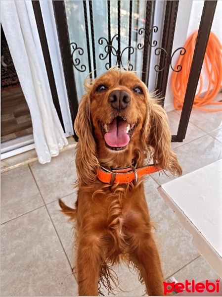 Amerikan Cocker Spaniel, Köpek  bal fotoğrafı