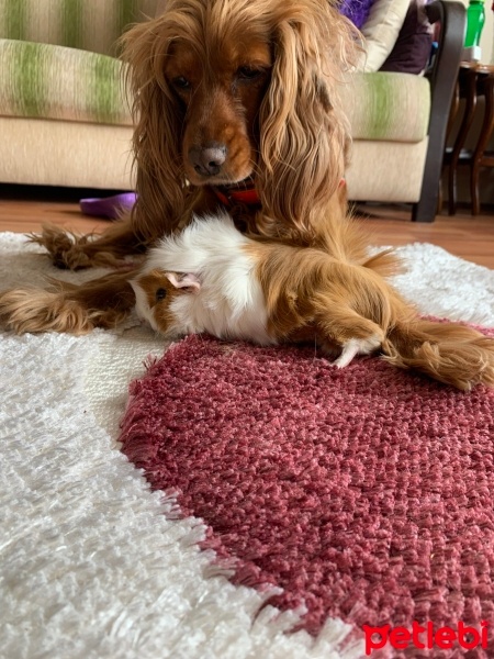 Amerikan Cocker Spaniel, Köpek  bal fotoğrafı