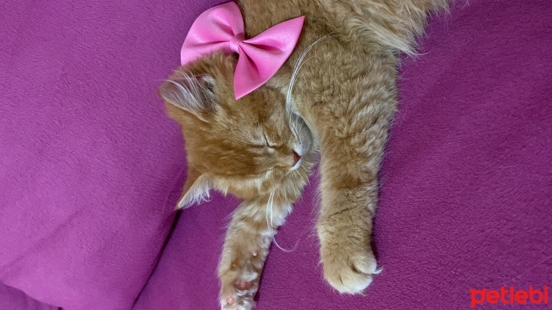 British Longhair, Kedi  fırfır fotoğrafı