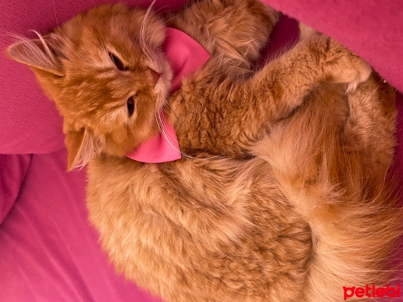 British Longhair, Kedi  fırfır fotoğrafı