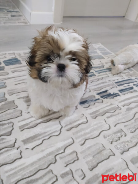 Shih Tzu, Köpek  Linda fotoğrafı