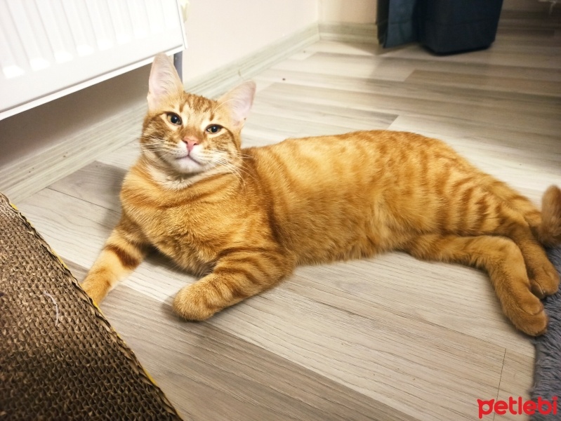 Sarman, Kedi  Leon fotoğrafı