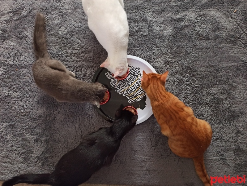 Sarman, Kedi  Leon fotoğrafı