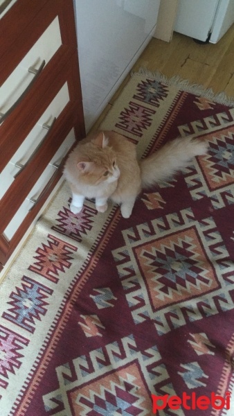 Van Kedisi, Kedi  Prens fotoğrafı