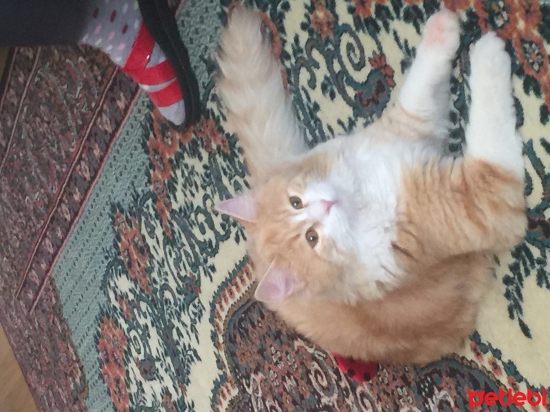 Van Kedisi, Kedi  Prens fotoğrafı
