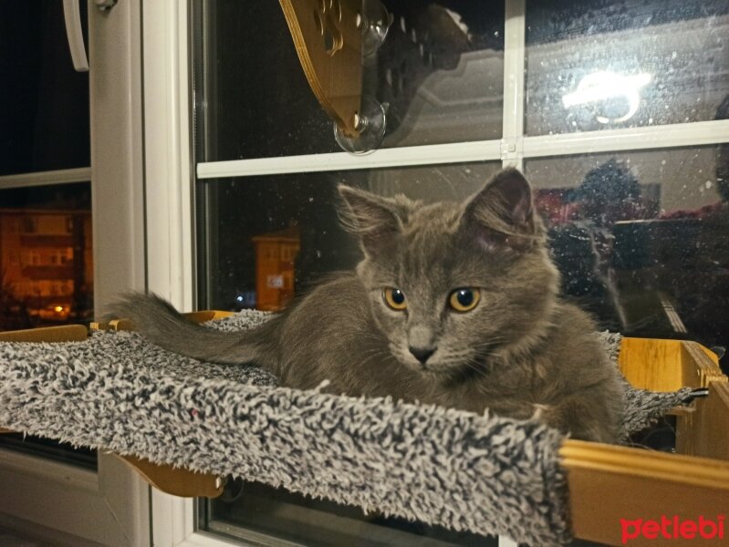 Nebelung, Kedi  Lina fotoğrafı