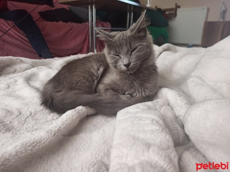 Nebelung, Kedi  Lina fotoğrafı