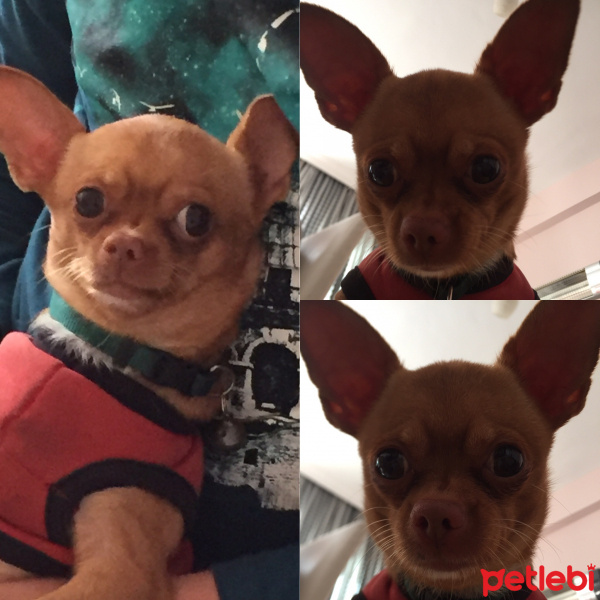 Chihuahua, Köpek  Nohut fotoğrafı