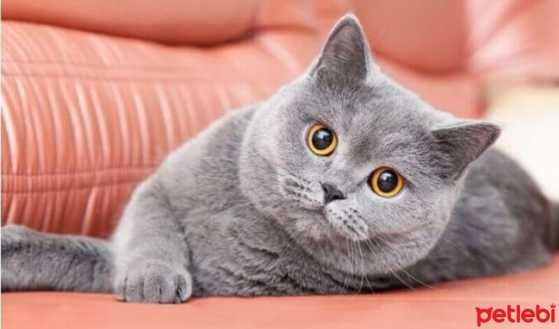 British Shorthair, Kedi  Maşuk fotoğrafı