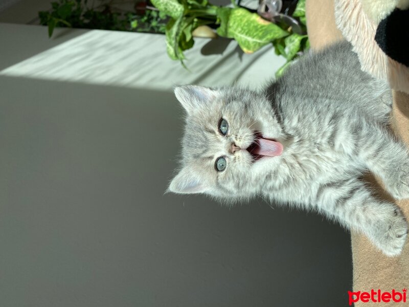 British Shorthair, Kedi  Panki fotoğrafı