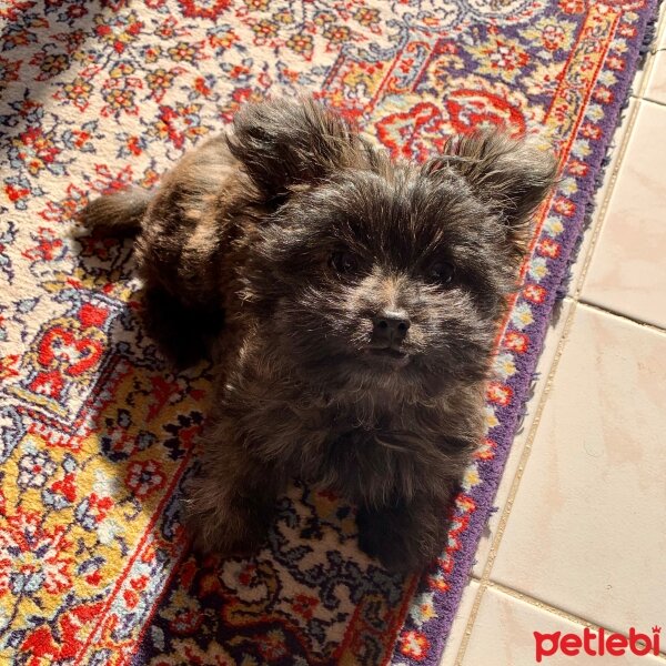 Yorkshire Terrier, Köpek  Ross fotoğrafı