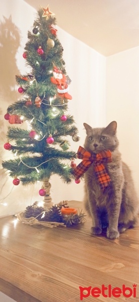 Mavi Rus, Kedi  Gölge fotoğrafı