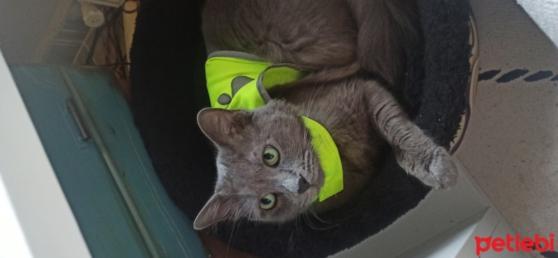 Mavi Rus, Kedi  Gölge fotoğrafı