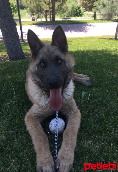 Belçika Malinois, Köpek  Ayaz fotoğrafı