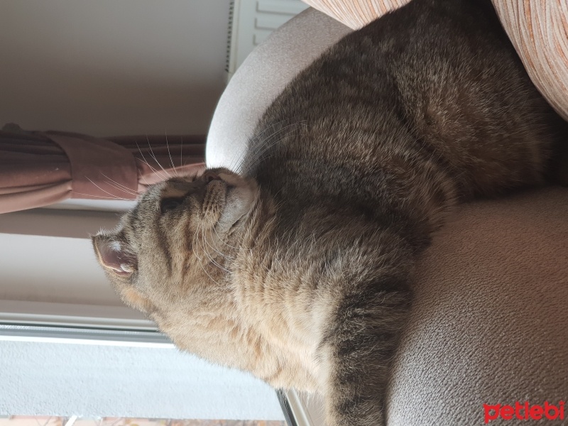 Scottish Fold, Kedi  Şakir fotoğrafı