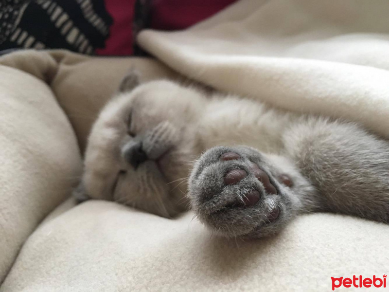 Scottish Fold, Kedi  Maya fotoğrafı