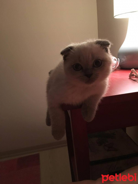 Scottish Fold, Kedi  Maya fotoğrafı
