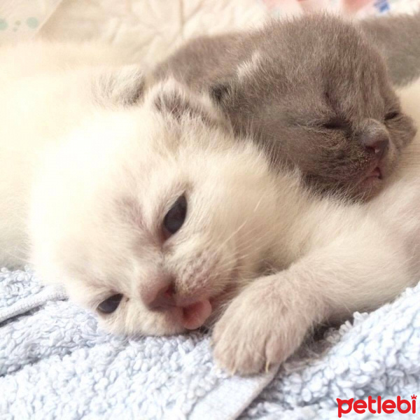 Scottish Fold, Kedi  Maya fotoğrafı