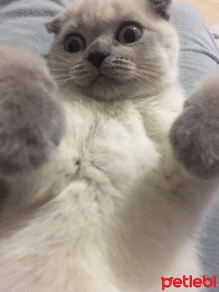 Scottish Fold, Kedi  Maya fotoğrafı