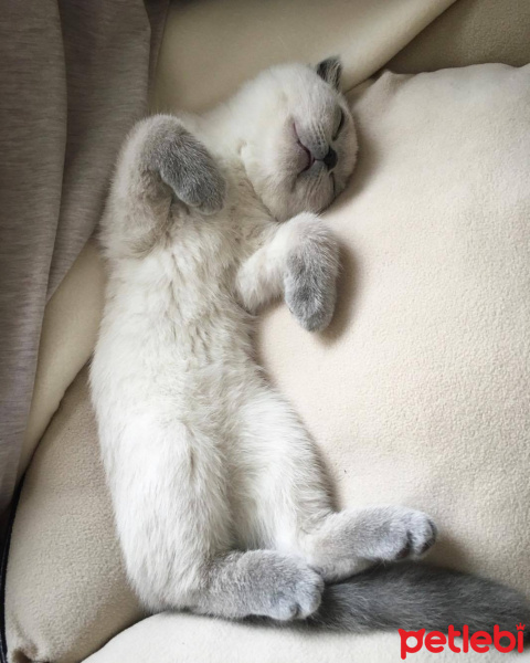 Scottish Fold, Kedi  Maya fotoğrafı