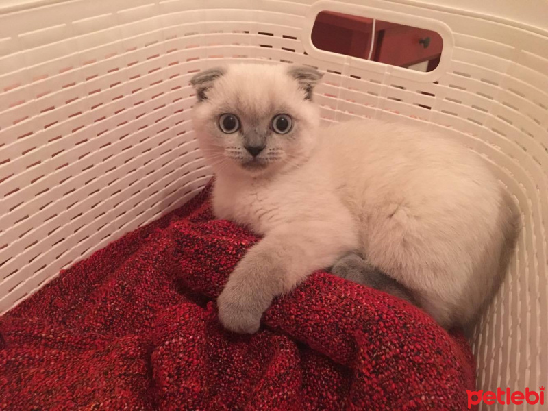 Scottish Fold, Kedi  Maya fotoğrafı