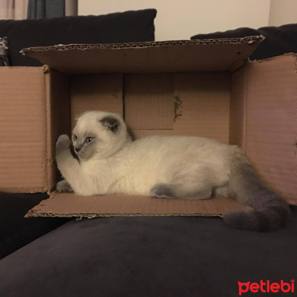 Scottish Fold, Kedi  Maya fotoğrafı