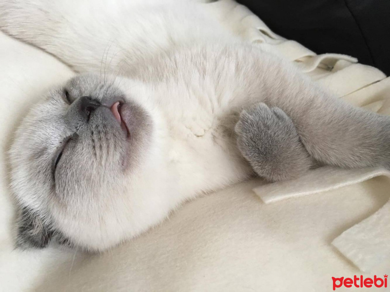 Scottish Fold, Kedi  Maya fotoğrafı