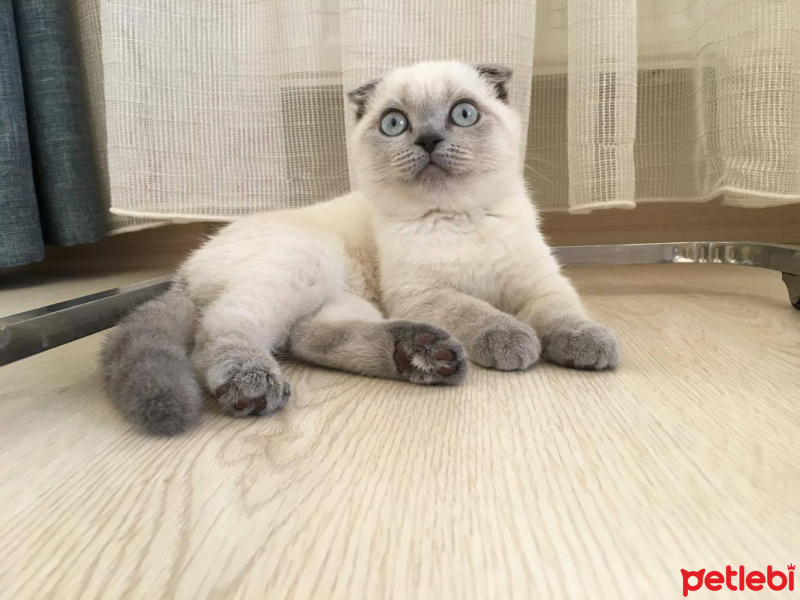 Scottish Fold, Kedi  Maya fotoğrafı
