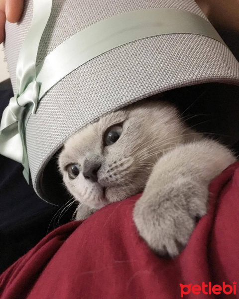 Scottish Fold, Kedi  Maya fotoğrafı