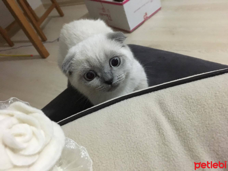 Scottish Fold, Kedi  Maya fotoğrafı